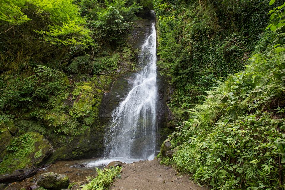 Georgian forests and wetlands to be included among UNESCO World Heritage Sites geotv.ge